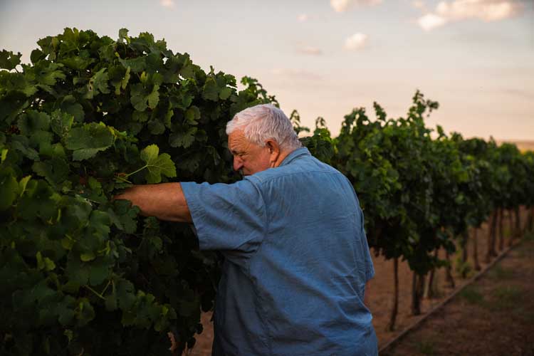 Amaro Winery photography Las Cruces NM