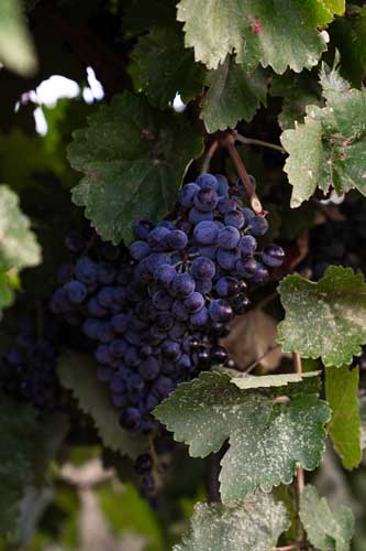 Amaro Winery vineyard Mesilla Valley NM