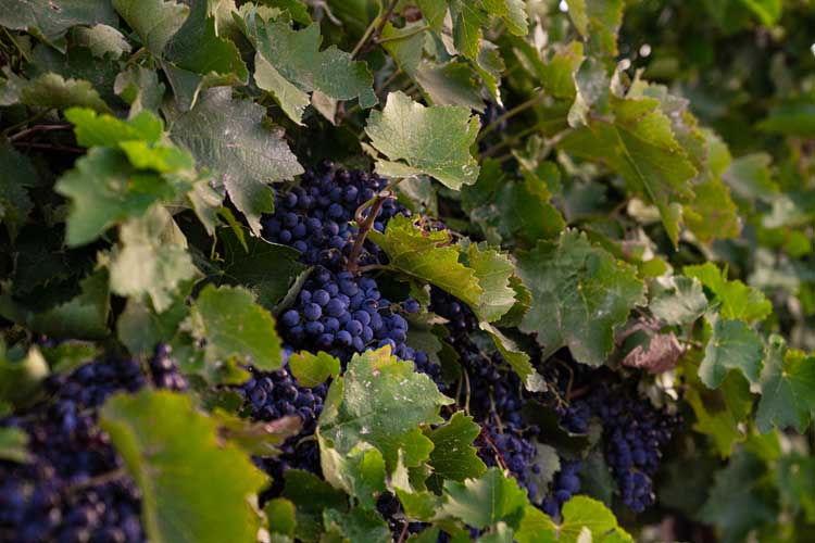 Amaro Winery wine bottles Las Cruces NM