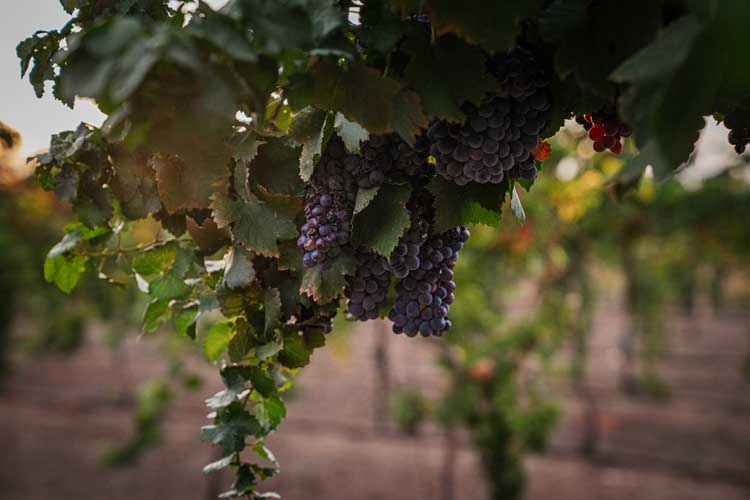Amaro Winery wine tasting Las Cruces NM